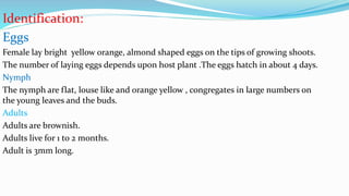 Identification:
Eggs
Female lay bright yellow orange, almond shaped eggs on the tips of growing shoots.
The number of laying eggs depends upon host plant .The eggs hatch in about 4 days.
Nymph
The nymph are flat, louse like and orange yellow , congregates in large numbers on
the young leaves and the buds.
Adults
Adults are brownish.
Adults live for 1 to 2 months.
Adult is 3mm long.
 
