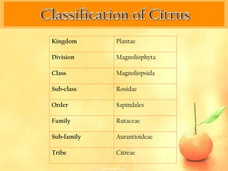 Kingdom      Plantae

Division     Magnoliophyta

Class        Magnoliopsida

Sub-class    Rosidae

Order        Sapindales

Family       Rutaceae

Sub-family   Aurantioideae

Tribe        Citreae
 