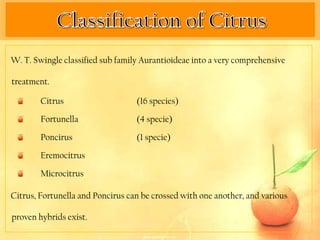 W. T. Swingle classified sub family Aurantioideae into a very comprehensive

treatment.

        Citrus                    (16 species)

        Fortunella                (4 specie)

        Poncirus                  (1 specie)

        Eremocitrus

        Microcitrus

Citrus, Fortunella and Poncirus can be crossed with one another, and various

proven hybrids exist.
 