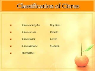 Citrus aurantifolia   Key Lime

Citrus maxima         Pomelo

Citrus medica         Citron

Citrus reticulata     Mandrin

Microcitrus
 
