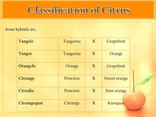 Some hybrids are;

       Tangelo        Tangerine   X    Grapefruit

       Tangor         Tangerine   X     Orange

       Orangelo        Orange     X    Grapefruit

       Citrange       Poncirus    X   Sweet orange

       Citradia       Poncirus    X   Sour orange

       Citrangequat   Citrange    X    Kumquat
 