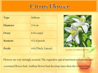 Type                     Solitary

Diameter                 2-4 cm

Ovary                    6-14 carpel

Stamens                  4 X of petals

Petals                   4-8 (Thick, Linear)            citrus sinensis. www theflowerexpert.com




Flowers are very strongly scented. The vegetative apical meristem transforms into

a terminal flower bud. Axillary flower bud develops later than the terminal bud.
 
