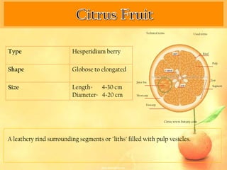 Technical terms                  Usual terms




Type                      Hesperidium berry                                                         Rind


                                                                                                            Pulp

Shape                     Globose to elongated
                                                                                                           Zest
                                                    Juice Sac

Size                      Length= 4-30 cm                                                                   Segment


                          Diameter= 4-20 cm         Mesocarp


                                                            Exocarp




                                                                          Citrus. www.botany.com




A leathery rind surrounding segments or "liths" filled with pulp vesicles.
 