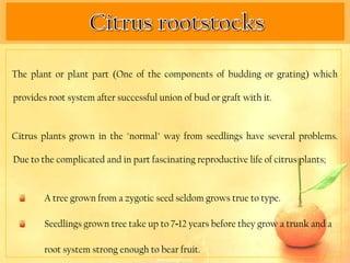 The plant or plant part (One of the components of budding or grating) which

provides root system after successful union of bud or graft with it.


Citrus plants grown in the "normal" way from seedlings have several problems.

Due to the complicated and in part fascinating reproductive life of citrus plants;


        A tree grown from a zygotic seed seldom grows true to type.

        Seedlings grown tree take up to 7-12 years before they grow a trunk and a

        root system strong enough to bear fruit.
 