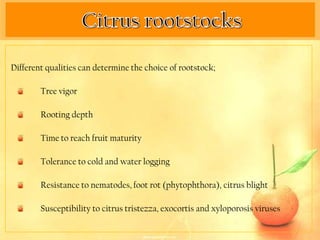 Different qualities can determine the choice of rootstock;

        Tree vigor

        Rooting depth

        Time to reach fruit maturity

        Tolerance to cold and water logging

        Resistance to nematodes, foot rot (phytophthora), citrus blight

        Susceptibility to citrus tristezza, exocortis and xyloporosis viruses
 