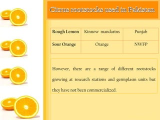 Rough Lemon     Kinnow mandarins         Punjab

Sour Orange           Orange             NWFP




However, there are a range of different rootstocks

growing at research stations and germplasm units but

they have not been commercialized.
 