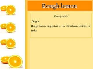 Citrus jambhiri

Origin:
Rough lemon originated in the Himalayan foothills in
India.
 