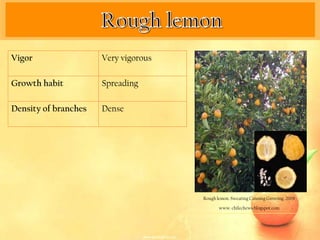 Vigor                 Very vigorous

Growth habit          Spreading

Density of branches   Dense




                                      Rough lemon. Sweating Canning Growing. 2009

                                             www. chilechews.blogspot.com
 