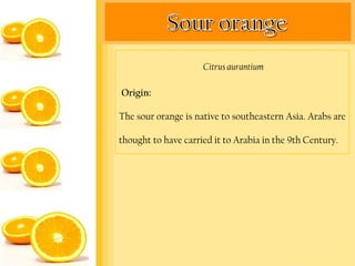 Citrus aurantium

Origin:

The sour orange is native to southeastern Asia. Arabs are

thought to have carried it to Arabia in the 9th Century.
 