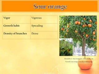 Vigor                 Vigorous

Growth habit          Spreading

Density of branches   Dense




                                  Alexandris, G. Sour orange tree. www.fotolia.com

                                   Versatile sour orange. www.fincalasbrisas.org
 