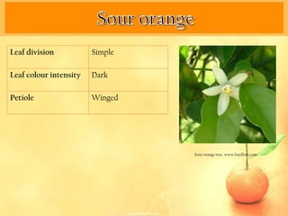 Leaf division           Simple

Leaf colour intensity   Dark

Petiole                 Winged




                                 Sour orange tree. www.bayflora.com
 