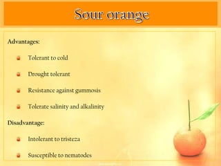 Advantages:

       Tolerant to cold

       Drought tolerant

       Resistance against gummosis

       Tolerate salinity and alkalinity

Disadvantage:

       Intolerant to tristeza

       Susceptible to nematodes
 