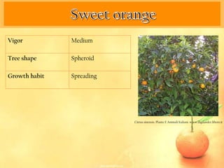 Vigor          Medium

Tree shape     Spheroid

Growth habit   Spreading




                           Citrus sinensis. Plante E Animali Italiani. www.digilander.libero.it
 