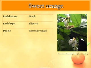 Leaf division   Simple

Leaf shape      Elliptical

Petiole         Narrowly winged




                                  Citrus sinensis-Sweet orange. www.plantoftheweek.org
 