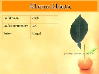 Leaf division           Simple

Leaf colour intensity   Dark

Petiole                 Winged




                                 Jaskani, M. J. et al. 2006. Pak. J. Bot., 38(2): 311-317
 