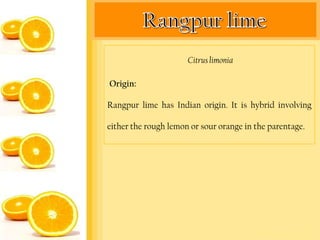 Citrus limonia

Origin:

Rangpur lime has Indian origin. It is hybrid involving

either the rough lemon or sour orange in the parentage.
 