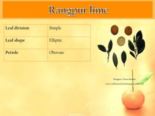 Leaf division   Simple

Leaf shape      Elliptic

Petiole         Obovate




                                   Rangpur. Citrus limonia

                           www.steffenreichel.homepage.t-online.de
 