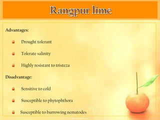 Advantages:

       Drought tolerant

       Tolerate salinity

       Highly resistant to tristeza

Disadvantage:

       Sensitive to cold

       Susceptible to phytophthora

       Susceptible to burrowing nematodes
 