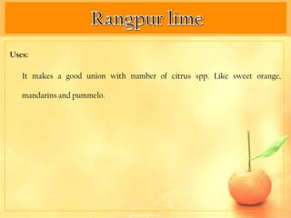 Uses:

   It makes a good union with number of citrus spp. Like sweet orange,

   mandarins and pummelo.
 