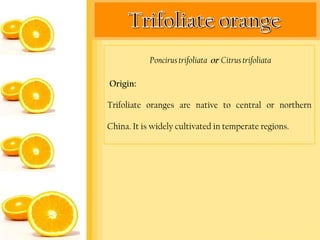 Poncirus trifoliata or Citrus trifoliata

Origin:

Trifoliate oranges are native to central or northern

China. It is widely cultivated in temperate regions.
 