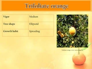 Vigor          Medium

Tree shape     Ellipsoid

Growth habit   Spreading




                           Trifoliate orange. www. users.kymp.net
 