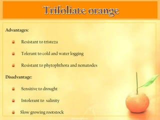 Advantages:

       Resistant to tristeza

       Tolerant to cold and water logging

       Resistant to phytophthora and nematodes

Disadvantage:

       Sensitive to drought

       Intolerant to salinity

       Slow growing rootstock
 