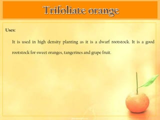 Uses:

   It is used in high density planting as it is a dwarf rootstock. It is a good

   rootstock for sweet oranges, tangerines and grape fruit.
 