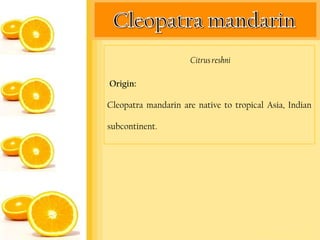 Citrus reshni

Origin:

Cleopatra mandarin are native to tropical Asia, Indian

subcontinent.
 