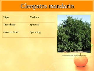 Vigor          Medium

Tree shape     Spheroid

Growth habit   Spreading




                           Cleopatra mandarin. www.users.kymp.net
 