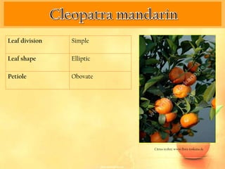 Leaf division   Simple

Leaf shape      Elliptic

Petiole         Obovate




                           Citrus reshni. www.flora-toskana.de
 