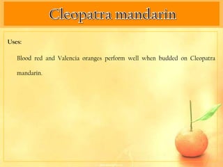Uses:

   Blood red and Valencia oranges perform well when budded on Cleopatra

   mandarin.
 