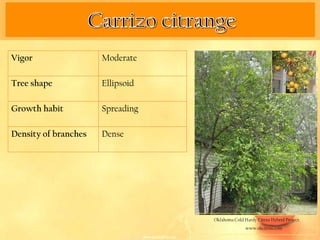 Vigor                 Moderate

Tree shape            Ellipsoid

Growth habit          Spreading

Density of branches   Dense




                                  Oklahoma Cold Hardy Citrus Hybrid Project.
                                                 www.okcitrus.com
 