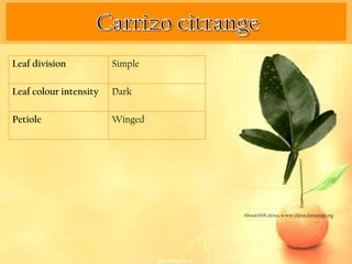 Leaf division           Simple

Leaf colour intensity   Dark

Petiole                 Winged




                                 About1418 citrus. www.citrus.forumup.org
 