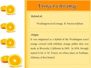 Hybrid of;

      Washington navel orange X Poncirus trifoliata



Origin:
It was originated as a hybrid of the Washington navel
orange crossed with trifoliate orange pollen that was
made at Riverside, California in 1909. In 1934, Swingle
named it for A. M. Troyer, on whose place at Fairhope,
Alabama, it first fruited.
 