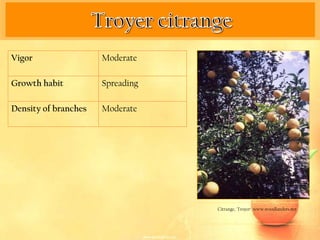 Vigor                 Moderate

Growth habit          Spreading

Density of branches   Moderate




                                  Citrange, 'Troyer‘. www.woodlanders.net
 