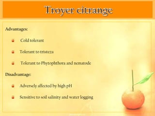 Advantages:

       Cold tolerant

       Tolerant to tristeza

       Tolerant to Phytophthora and nematode

Disadvantage:

       Adversely affected by high pH

       Sensitive to soil salinity and water logging
 