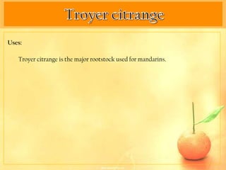 Uses:

   Troyer citrange is the major rootstock used for mandarins.
 