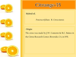 Hybrid of;

             Poncirus trifoliata X Citrus sinensis



Origin:
The cross was made by J.W. Cameron & R.C. Baines in
the Citrus Research Center, Riverside, CA, in 1951.
 