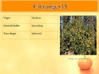 Vigor          Medium

Growth habit   Spreading

Tree shape     Spheroid




                           Citranges‘. www.woodlanders.net
 