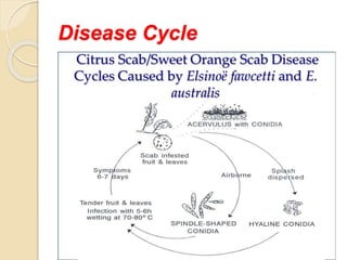 citrus scab.pptx