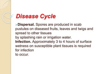 Disease Cycle
 Pathogen survival. The pathogen survives
on diseased leaves, twigs, and fruits within
the tree canopy
and ...