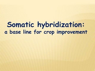 Somatic hybridization:
a base line for crop improvement
 