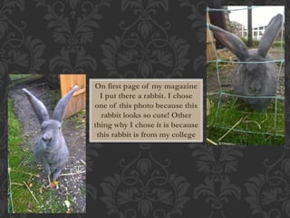 On first page of my magazine 
I put there a rabbit. I chose 
one of this photo because this 
rabbit looks so cute! Other 
thing why I chose it is because 
this rabbit is from my college 
 