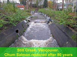 Still Creek, Vancouver.
Chum Salmon restored after 80 years

Guy Dauncey 2013
www.earthfuture.com

 