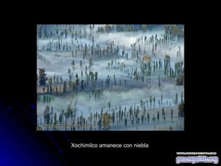 Xochimilco amanece con niebla

 