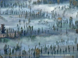 Xochimilco amanece con niebla 
