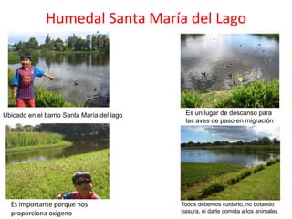 Humedal Santa María del Lago




Ubicado en el barrio Santa María del lago    Es un lugar de descanso para
                                             las aves de paso en migración




  Es importante porque nos                  Todos debemos cuidarlo, no botando
  proporciona oxigeno                       basura, ni darle comida a los animales
 