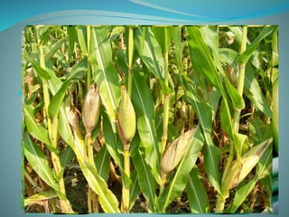 AGRICULTURA DE TUMBES
 La agricultura es una de las actividades más
significativa de la región y donde se encuentra la
mayor fuerza laboral, constituyendo la base del
desarrollo. La actividad agrícola descansa
principalmente en la siembra de arroz, plátano y maíz.
 