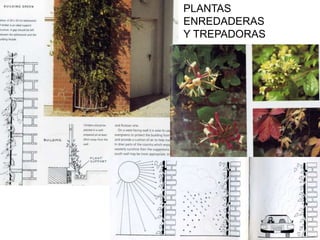 PLANTAS
ENREDADERAS
Y TREPADORAS
 