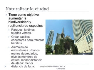 Naturalizar la ciudad
Joaquín Luceño Molina-CFA La
Chimenea
 Tiene como objetivo
aumentar la
biodiversidad y
resiliencia de especies
 Parques, jardines,
tejados verdes.
 Crear pasillos
conectores para reforzar
hábitats.
 Animales de
ecosistemas urbanos
menos depredados,
niveles menores de
estrés: menor distancia
de alerta: menor
distancia de fuga.
 